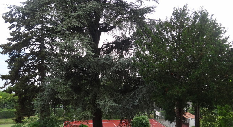 Description de l'image